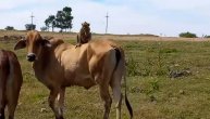 Pokušali da ih razdvoje, ali bezuspešno: Majmun svakog jutra "kaska" na leđima prijateljice krave