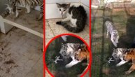 Tri tigra napala mače u dvorcu u Dubaiju, spasili ga u poslednjem trenutku