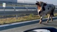 Bik ležerno prošetao auto-putem: Mirno i staloženo prolazio kraj vozila