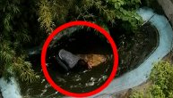 Mislio je da je statua pa ušao u bazen da se slika: Zbog selfija ga iskasapio krokodil