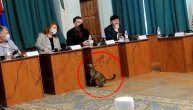 Hoće i ona reč: Mačka upala među političare nasred sednice
