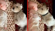 Njihova ljubav će vas razoružati: Ko kaže da bebe ne bi trebale da spavaju u krevetu sa psom?