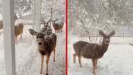Prizor kao iz bajke: Jeleni poranili pa došli devojci pred kućni prag