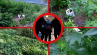 Posle 3 meseca uhapšena trojka osumnjičena za uzgoj 750kg marihuane u zasadu, u okolini Doljevca