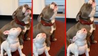 Pitbul uči štene doge da laje i zavije: Pažnja, pažnja, otvara se škole za kučiće male