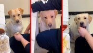Labrador Laki ima ozbiljan jelovnik i zahteve, pa je i lizalicu na kraju smazao
