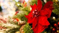 Čudo koje se dogodilo na Badnje veče: Iza cveta "Božićna zvezda" krije se drevna legenda
