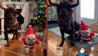 Ljubimci i praznična euforija: Oni žive sa Deda Mrazom i irvasom i to psećim