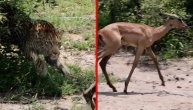 Iz tiganja krokodila u vatru leoparda: Antilopi je bilo suđeno da je ulove uprkos herojskoj borbi