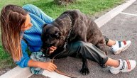 Ljubimci širom Srbije "ustali" za Aresa, ukradenog psa Beograđanke Ljubice