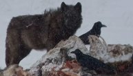Vuk u mećavi jede dok oko njega skakuću gavranovi: Kao u legendama