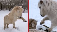 Skakuće po snegu, kopitom dodiruje pahulje u "letu": Poni uživa u zimskim čarolijama