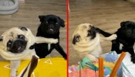 Kad ogladne bolje im bežite sa puta: Mopsevi se posvađali oko grickalica