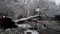 Drveće padalo na automobile u Subotici: Od snega i ledene kiše iščupano iz korena! Kolaps!