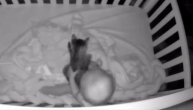 Jednima je ovaj video presladak, drugi se zgražavaju: Neobična igra bebe i mace snimljena usred noći