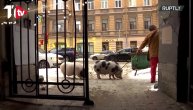 Oni su glavna atrakcija u centru grada: Neko šeta psa, neko mačku a ona dve svinje
