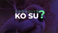 Pogodite ko su: Sićušne ali snažne, obazrive i inteligentne, ove ptice su nezvanično simbol Beograda