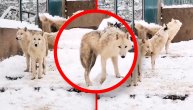 Prelepa slika u Beo zoo vrtu: Vukovu zavijaju na zimskoj idili