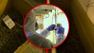 Policija otkrila laboratorije marihuane u Nišu i Kragujevcu: Uhapšeno sedam osoba
