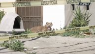 Pas na lancu čeka vlasnicu koja nikad više neće doći: Potresna slika vernosti i ljubavi