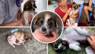 Napušteno štene svo u ranama, leglo i čekalo kraj: Sudbina je za njega ipak imala druge planove