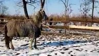 Kobila Greta koja je spasena od smrti čeka svoj dom: Trči i druži se sa drugim konjima