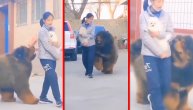 Tibetanski mastif želi da se druži sa pomerancem, ne shvata da bi ga verovatno, slučajno ubio