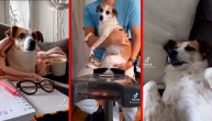 Mici je pas koji priča i najpopularnija srpska kuca na TikToku