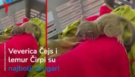 Lemur i verica pokazali šta je to prava ljubav: Siročići postali najbolji drugari