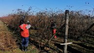 Kako i zašto se orezuju maline i kupine?