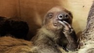 Prvi uspešan slučaj parenja: Rodila se prva beba lenjivca u Lenjingradskom zoo vrtu