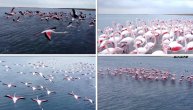 Vratili se prvi vesnici proleća: Flamingosi stigli kući i priredili spektakl