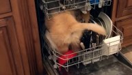 Ne znamo da li traži ostatke hrane ili želi da se okupa: Pas ušao u mašinu za sudove