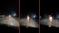 Neverovatna scena na ulici u Priboju: Ogromni jelen s rogovima trčkarao putem ispred automobila