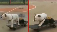 Ne zna se ko je slađi i blesaviji: Buldog provozao jazavičara na skejtu