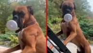 U komentarima se šale da je reinkarnacija Nikole Tesle? Bokser "menja sijalice po kući"