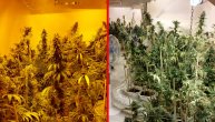 Otkrivena laboratorija marihuane u Kikindi: Preko 360 stabala kanabisa zaplenjeno