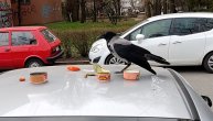 Vrana se gosti tunjevinom na automobilu na Novom Beogradu