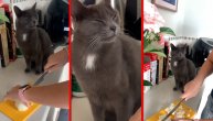 Danak neiskustvu ili čista empatija: Dok gazda seče luk, mačak plače pored njega