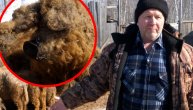 Vodi računa da im ne fali ni "ptičijeg mleka": Farmer se "zaljubio" u kovrdžave svinje