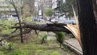 Oluja oborila drvo na Novom Beogradu