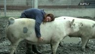 Dovela ih iz klanice, a sada su joj kao ljubimci: Upoznajte ženu koja živi sa 20 svinja