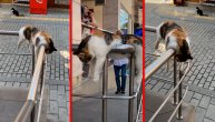 Izgleda kao da se prepila: Mačka ispratila vlasnicu na posao pa zalegla na ulici