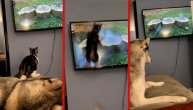 Zamalo razbila ekran pokušavajući da uhvati pticu: Mačka gledala televizor pa ga "napala"