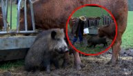 Primile je u krdo pa sada misli da je jedna od njih: Krave usvojile divlju svinju
