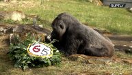 Najstarija gorila na svetu proslavila 65. rođendan: Iz Zoo vrta joj priredili posebno iznenađenje
