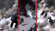 Puma se prišunjala i sa stene skočila čoveku za vrat: Da nije bilo pasa lovac bi stradao