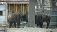 Šta na srpskom znači "zubar"? Nije stomatolog nego evropski bizon koji opet živi na Fruškoj gori