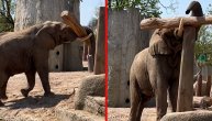 Siv div izveo trik vredan svakog divljenja: Slon oduševio posetioce zoo vrta pa završio na internetu