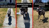 Umesto da ga mazi, beži od njega k'o "đavo od krsta": Želela je običnog psa a dobila "ubicu"